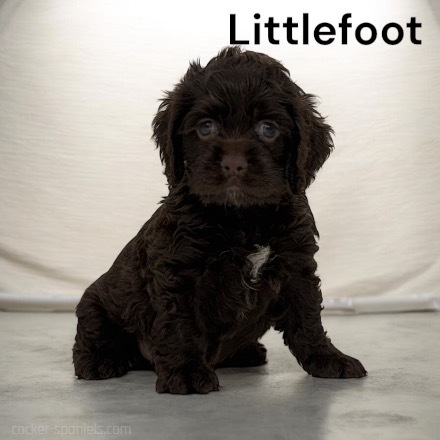 puppy, for, sale, Cocker Spaniel, Joe & Cherri  Overlease, dog, breeder, Miller, MO, dog-breeder, puppy-for-sale, forsale, nearby, find, puppyfind, locator, puppylocator, aca